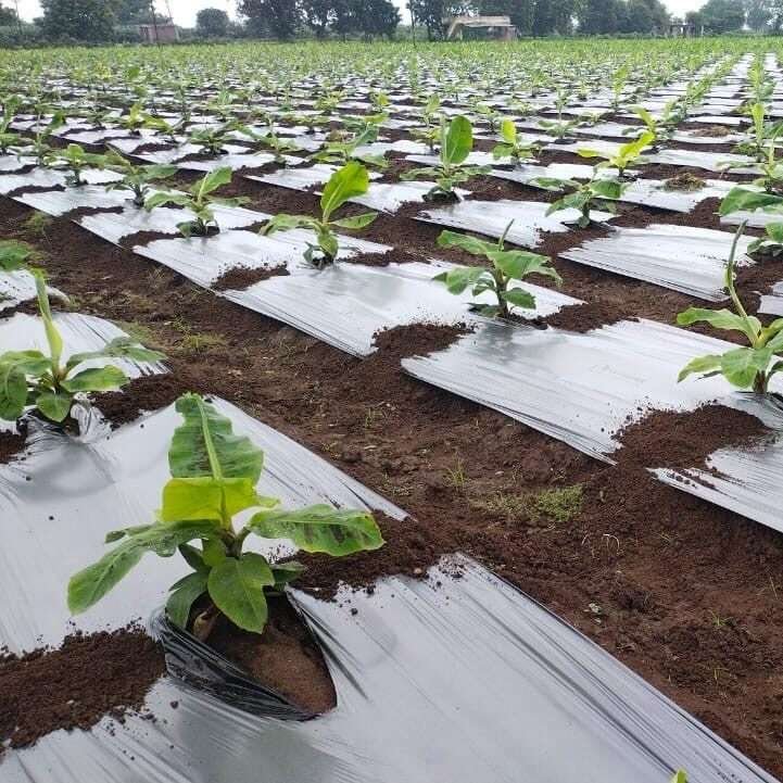 Understanding the Benefits of Mulch Film in Modern Agriculture