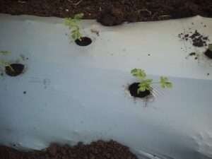 IMG-20240111-WA0087